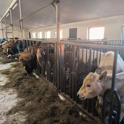 La stalla del ristorante