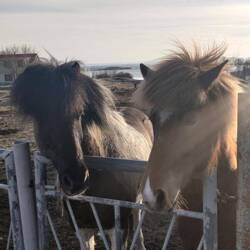 I cavallini bellissimi