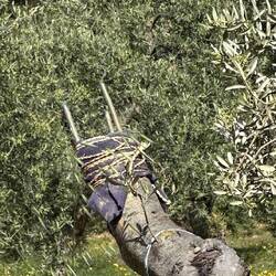 Tiny grafts on the pollarded olive tree