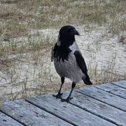 Besuch beim Frühstück