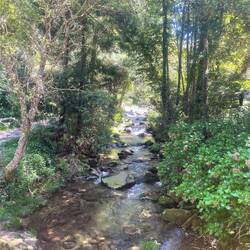 Dans la forêt