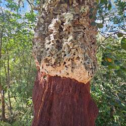 Korkeiche aus der Nähe