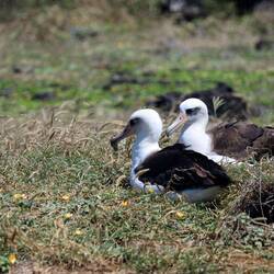 Hier ist eine Laysan-Albatross Kolonie.