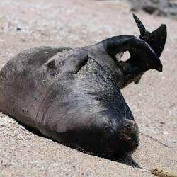 Wir haben entweder ein ungeahntes Talent... Oder die sind doch nicht so selten? 🤔