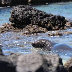 Aus dieser Perspektive hat sie irgendwie Ähnlichkeit mit einem Nacktmull... Trotzdem süß! 😅🥰