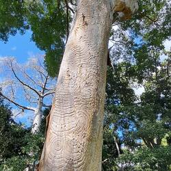 Look at the cool patterns in the bark!