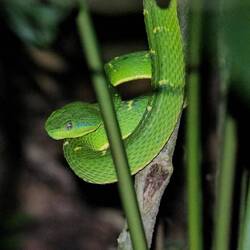 Eine grüne Viper