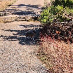 Häschen auf dem Cadillac Mountain