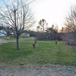 Weißwedelhirsche in Nachbarsgarten