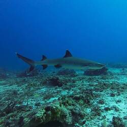 White Tip Shark 🦈