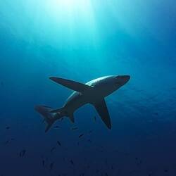 Thresher Shark 🦈