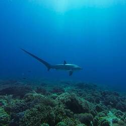 Thresher Shark 🦈