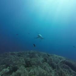 Thresher Sharks 🦈, Octopus 🐙, Scorpion Fish, de Nemo, Frog Fish, Delfine 🐬