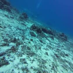 Tiger Sharks 🦈🤯🤙🏽