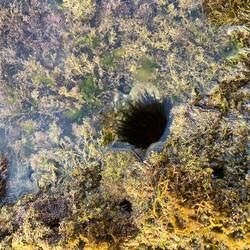 See-Igel