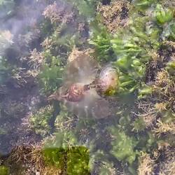 See-Schnecke