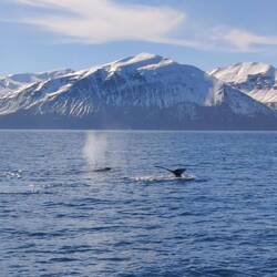 Molly e Rocky, le due megattere