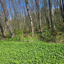 Feuchter Wald überall.