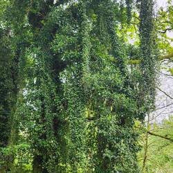 Looks like the rain forest, only need monkeys to swing on the vines