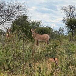 ...zum Abschied tauchte denn doch noch ein Exemplar der Kudus' auf...