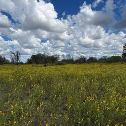 ...blühende Landschaften für ein paar Wochen...