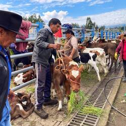 El mercado de los animales 🐄🐓🐇🐹