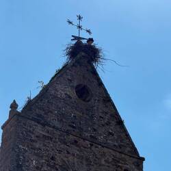 Storks nesting in the church tower