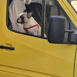 Der schaut doch aus wie ein Cosimo oder 😆