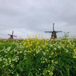 Kinderdijk with the 19 windmills along beautiful canals
