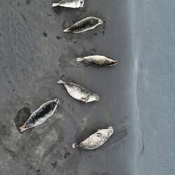 Colonia di fochine ciccionee