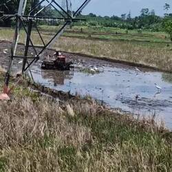 Ploughing the paddy fields in bare feet