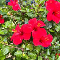 Wunderbar blühender Hibiskus