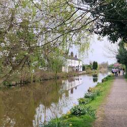 White cherry blossom and early weeping willow leaves make for beautiful scenes