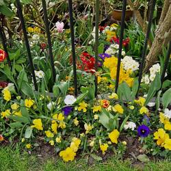A canalside garden spilling over with colour and fragrance
