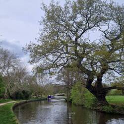 Gorgeous oak tree coming in to leaf