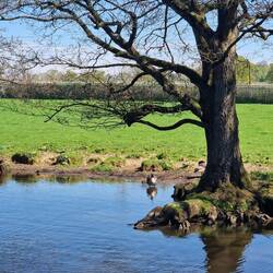 Erosion on the offside at Barlaston creating a beach for the birds