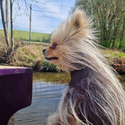 Leo loving the wind blowing his hair as we cruise