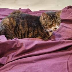 Abby the Tabby 'helping' change the bed sheets 😼