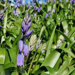 Even a small clump of bluebells