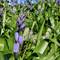 Even a small clump of bluebells