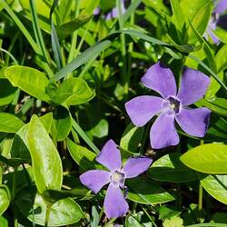 Periwinkles are in bloom 💜