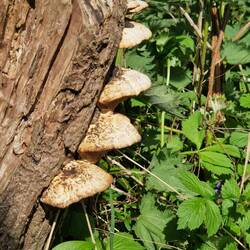 Bracket fungus on our lakeside walk