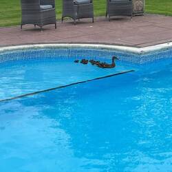 Mummy duck and het babies have decided to move into the swimming pool at Marton, 😂