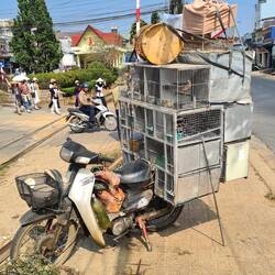 Vogeltransport