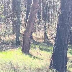 Listen for the cuckoo bird!