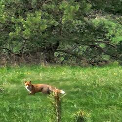 Ein Fuchs von mittlerweile vieren. (Außerdem sah ich zwei tote Dachse an der Straße)