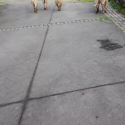 Sheep going out to graze