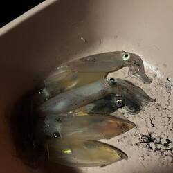 Nous les avons mangé le lendemain