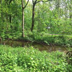 Am Dickelsbach entlang