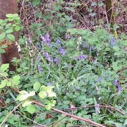 Hasenglöckchen in 3 Farben